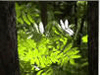 Animated Screensavers - Summer Forest