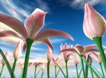 Kostenloser Bildschirmschoner - Flowers Meadow 3D - Screenshot #2