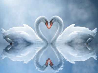 Swan Love Animated Wallpaper software